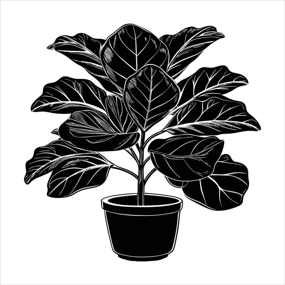 Fiddle Leaf Fig Tree vector