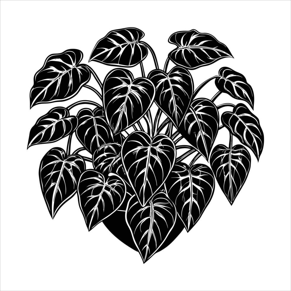 Heart Leaf Philodendron vector