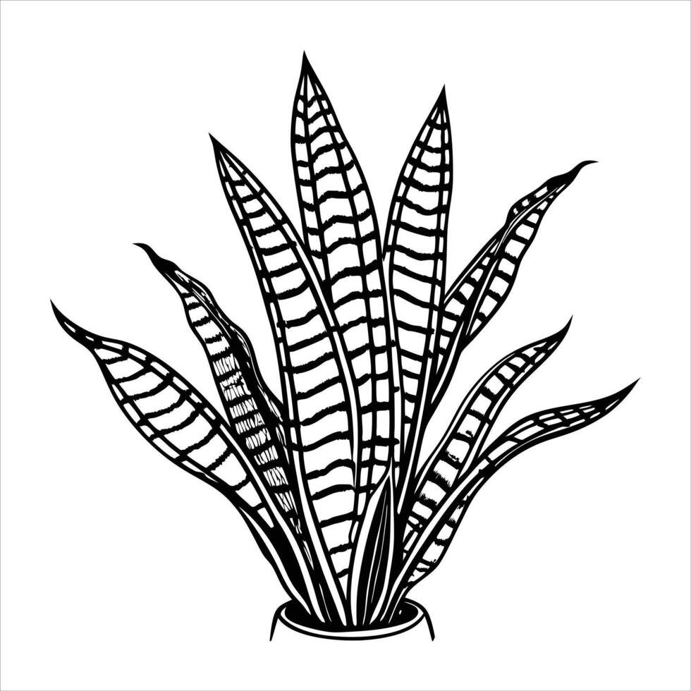 Tall Snake Plant Illustrations vector