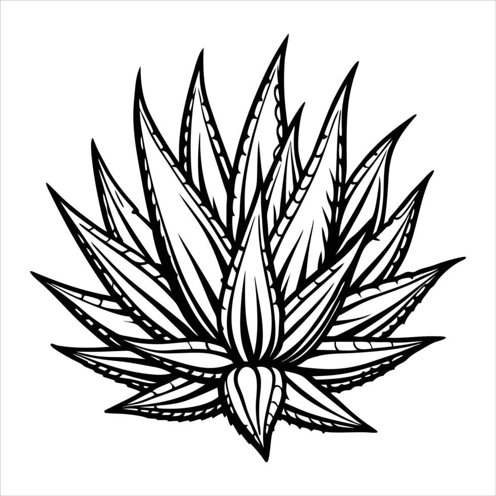 Aloe Vera Plant vector