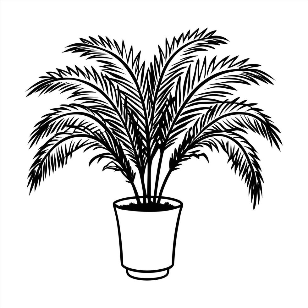 Areca Palms Illustrations vector