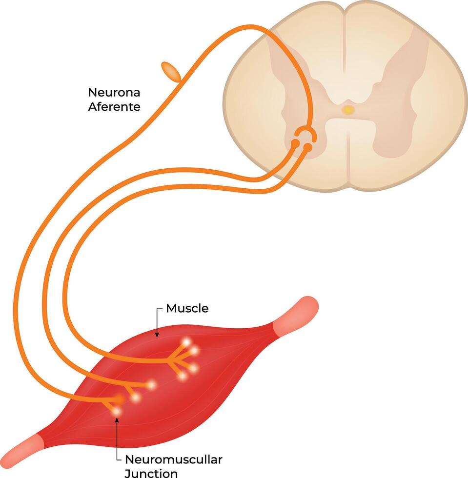 Neuromuscular Junction Science Design Illustration Diagram vector