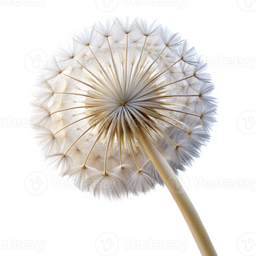impressive creative beautiful classic A single dandelion seedhead, delicately lit from behind, intricate details, ethereal style genuine detailed png