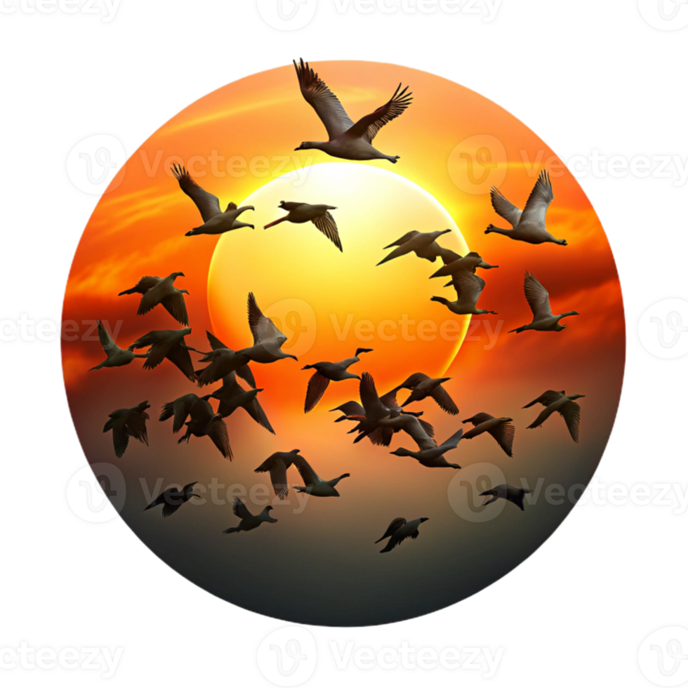 dramatic classic A flock of migrating birds silhouetted against a fiery sunset sky, in a dynamic, action packed style professional png