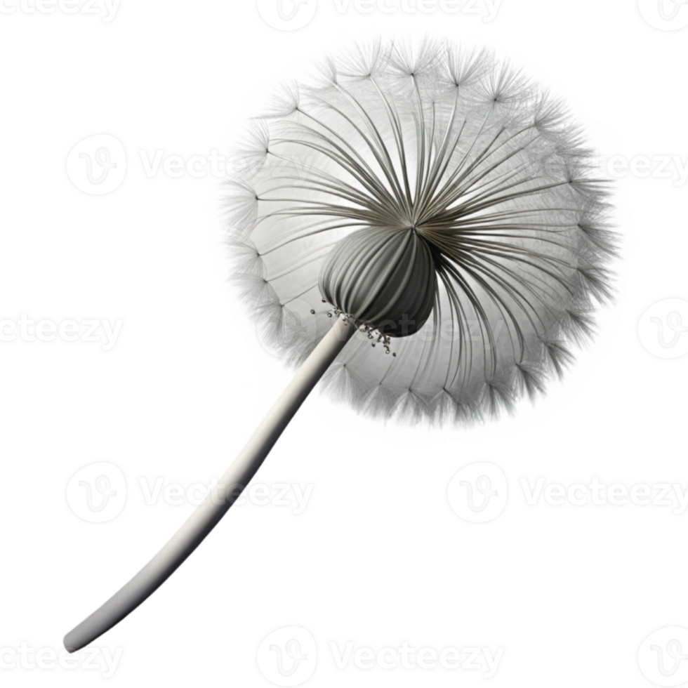 elegant rustic A single dandelion seedhead in the wind, soft focus, delicate, black and white photography exclusive png