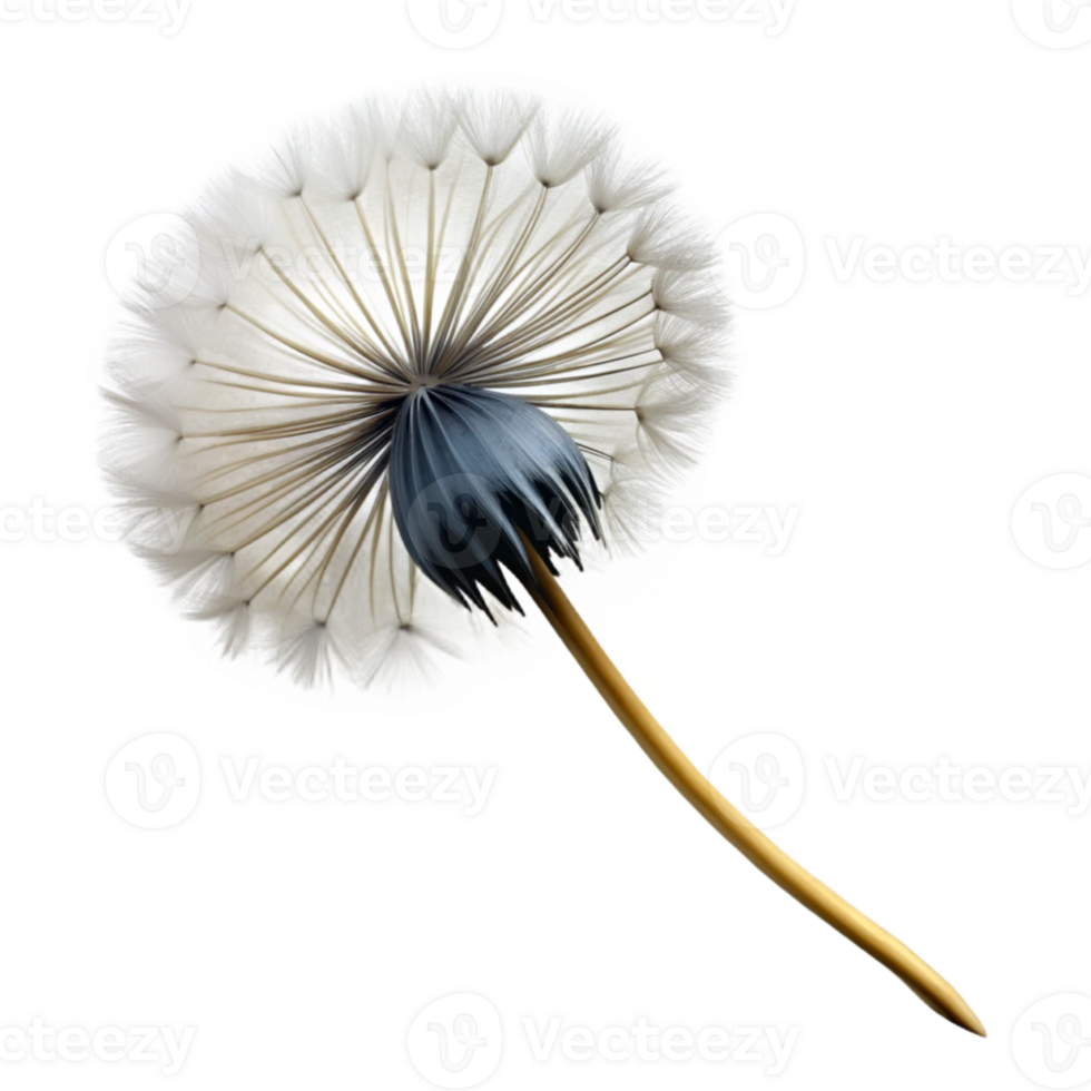 wonderful rustic A single dandelion seedhead in the wind, soft focus, delicate, black and white photography high resolution png