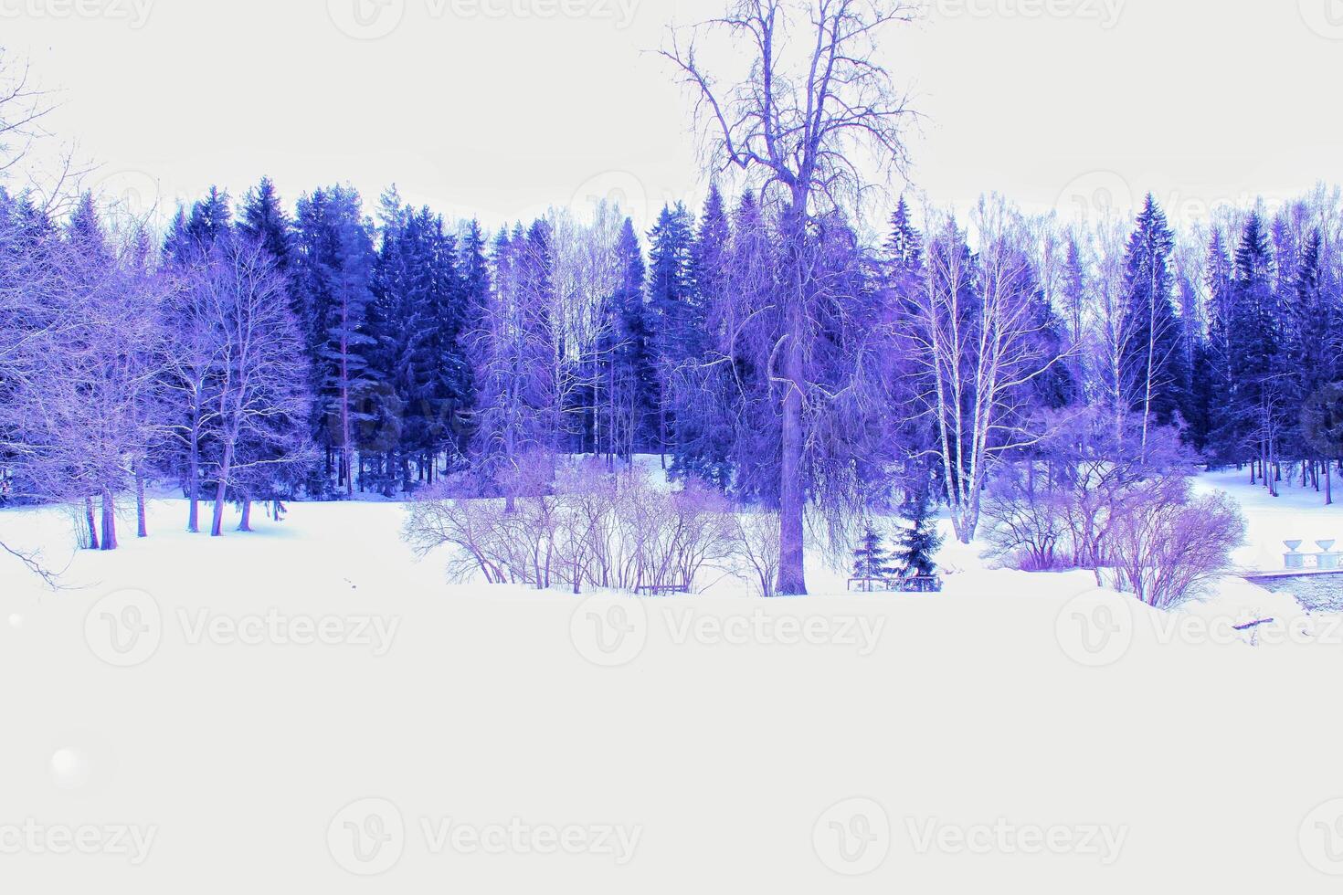 Winter wonderland with snow-covered path through a forest of bare trees. Tranquil and serene landscape with a blue or violet tint photo