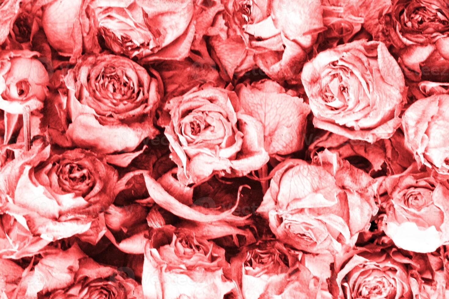 Top view of cluster of red roses in full bloom. Close-up photo of many garden roses with detailed petals in a full frame composition with a monochromatic filter