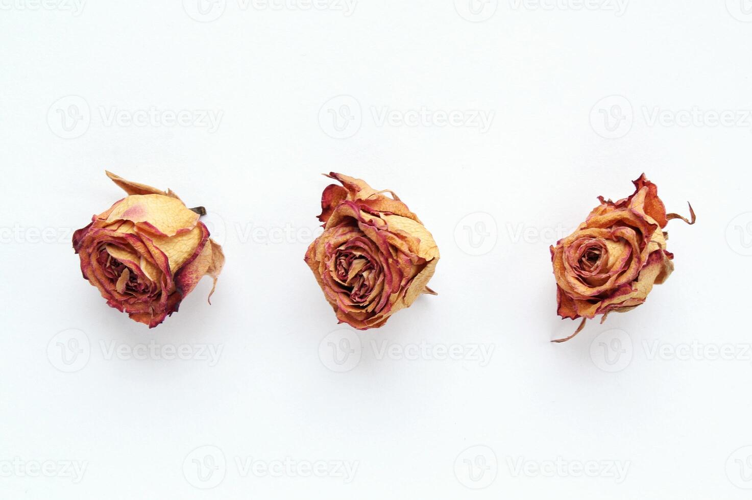Three dried roses on a white background, showcasing their delicate texture and faded color. Fragility and the passage of time, highlighting the beauty of natural decay. Nature, memory or mortality photo