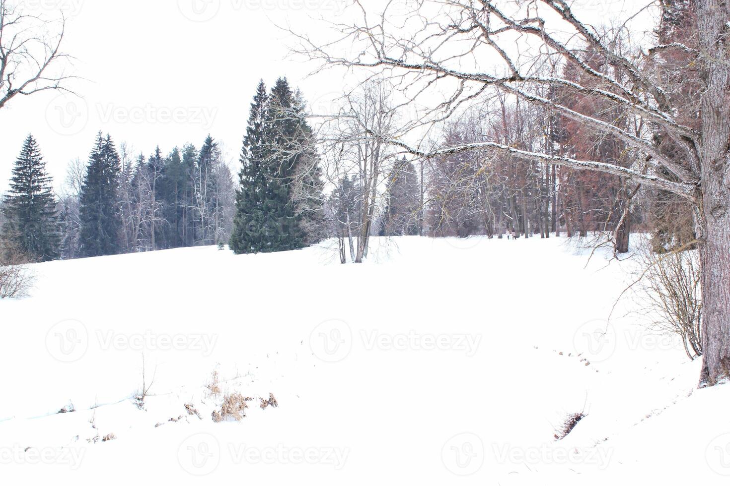 Winter landscape featuring snow-covered field with a distant forest. Tranquility of a winter day, the vast expanse of white and the subtle textures of the snow. Concept of leisure activity on open air photo