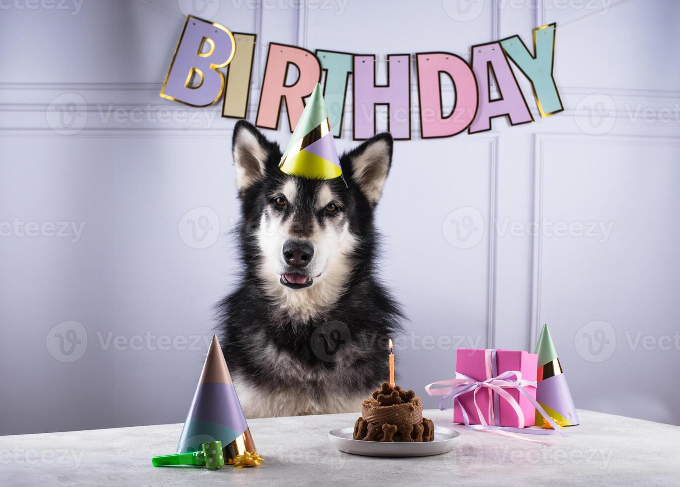 Dog birthday concept with malamut and cake photo