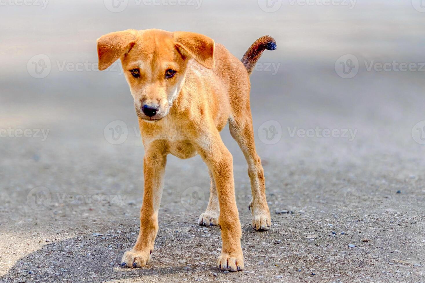 Adorable Brown Puppy Standing on a Sunlit Pathway with Curious Expression and Floppy Ears in a Natural Outdoor Setting photo