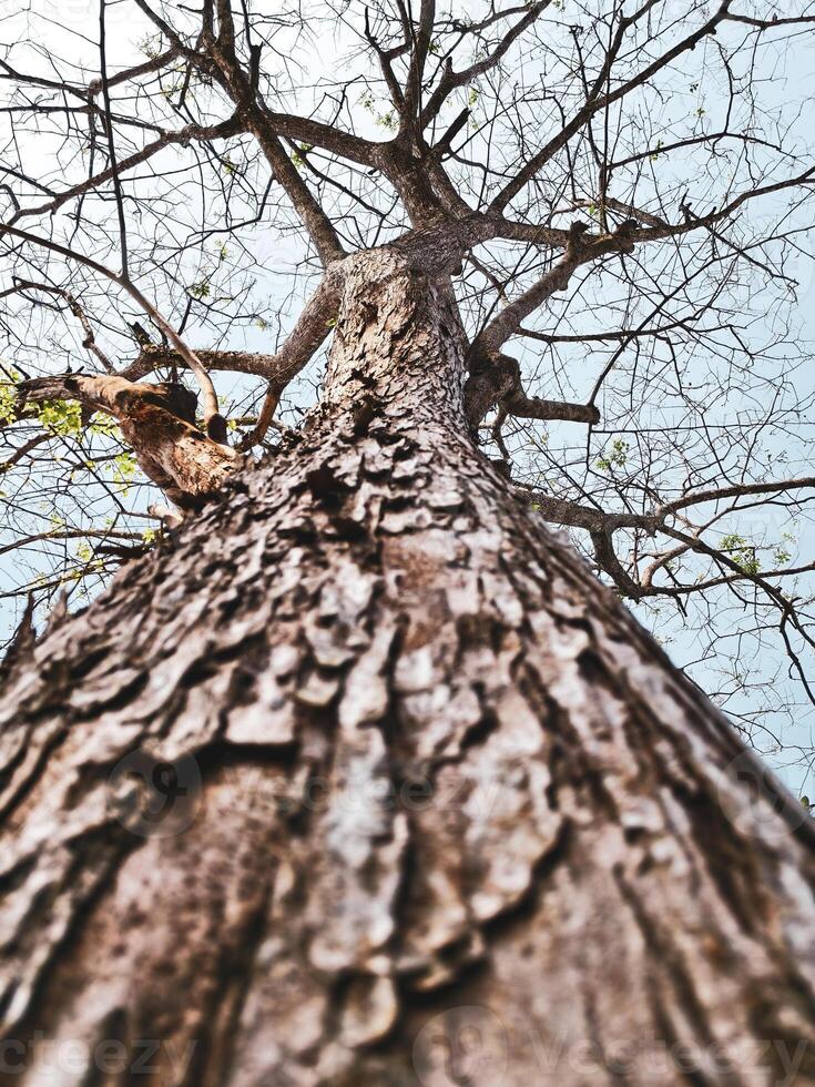 Majestic View of a Tall Tree with Textured Bark Reaching Towards the Sky in Early Spring photo