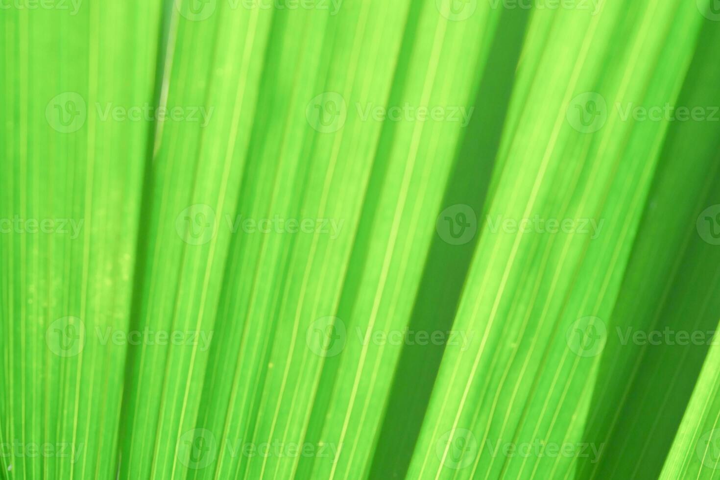 Close-Up of Vibrant Green Palm Leaf with Sunlight Creating Natural Patterns and Textures in Tropical Environment photo