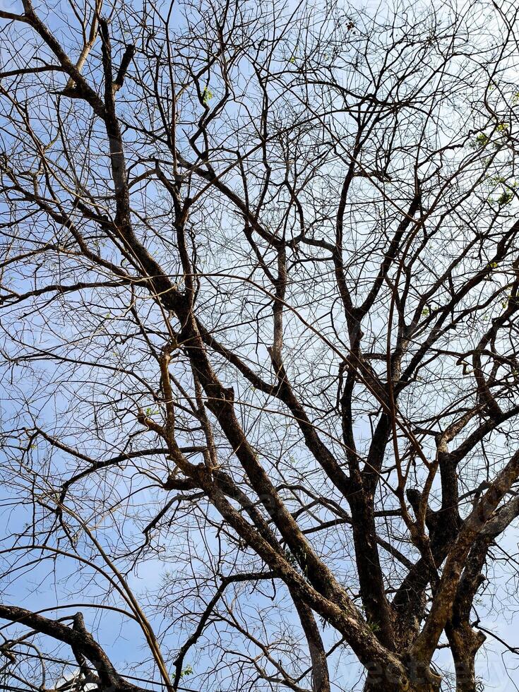 Leafless Tree Branches Against a Clear Blue Sky Capturing the Essence of Winter's Stark Beauty and Natural Simplicity photo