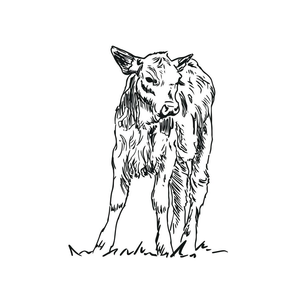 calf - farm animal, hand drawn black and white illustration, isolated on white background vector