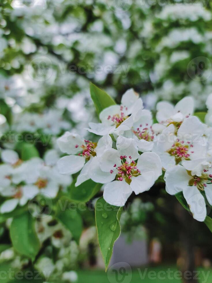 Apple flowers blossom on the tree photo