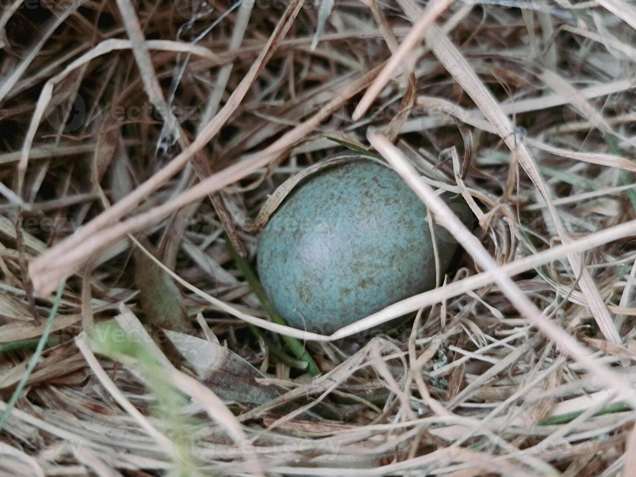 Blue egg in the wild nest in forest photo
