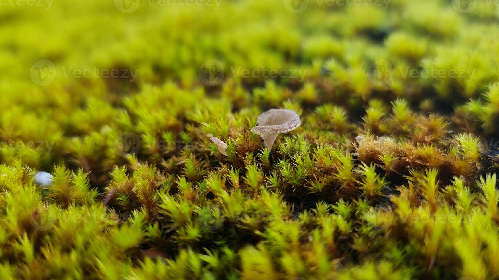 Close up mushroom photo on green moss
