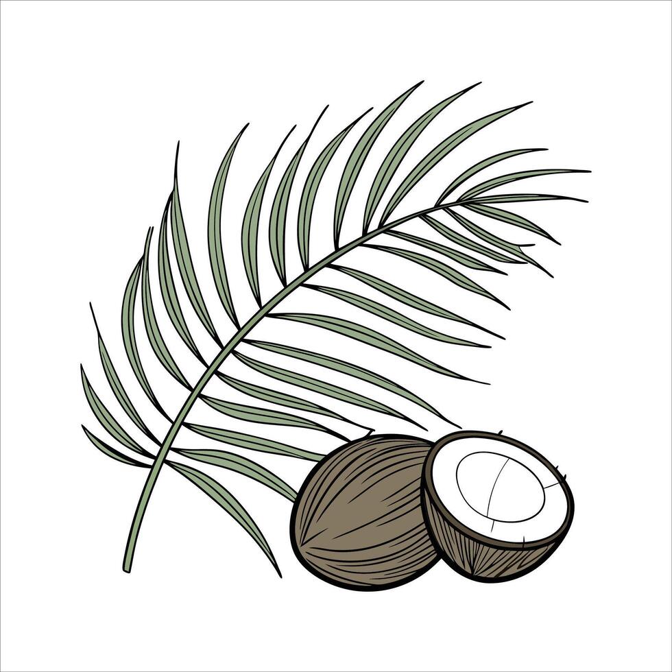 Coconut palm leaf and coconut fruit illustration vector
