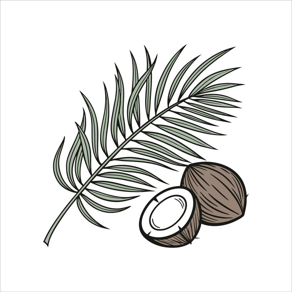 Coconut palm leaf and coconut fruit illustration vector