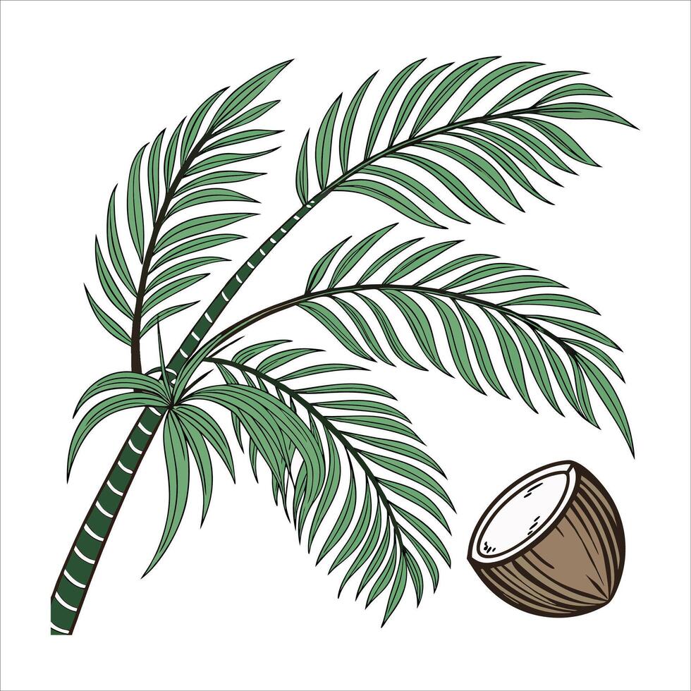 Coconut palm tree vector