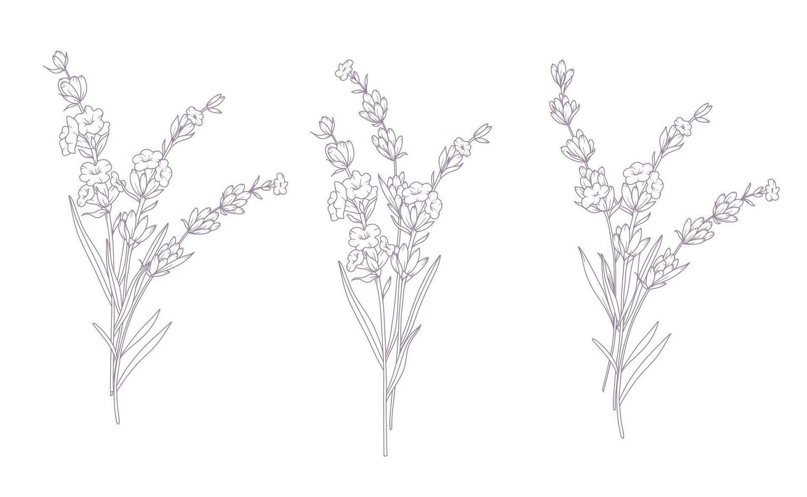 Lavender Line Drawing Isolated branches. Outline Lavender illustration. Hand Drawn lavener. Black and white Flowers. Monochrome Floral Line Art. Botanical Coloring. Lavender Wedding vector