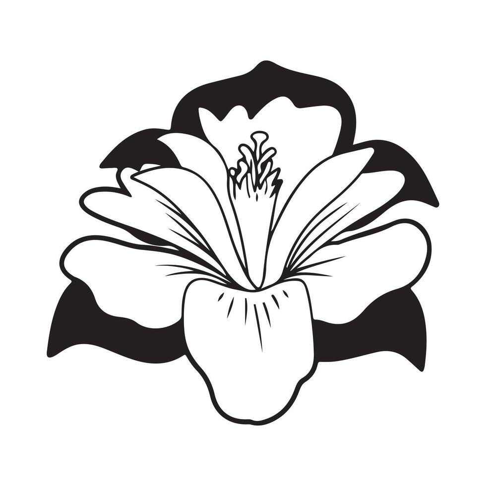 white lily flower vector