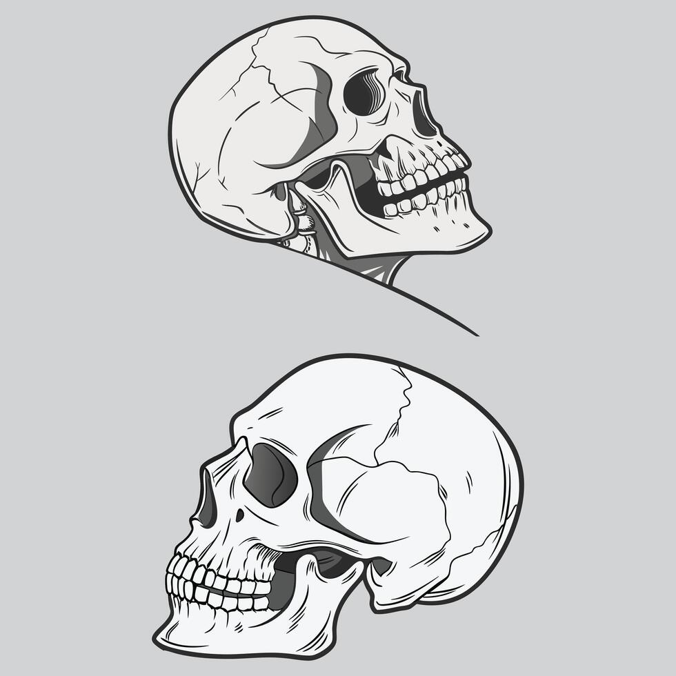 Human skull illustration vector