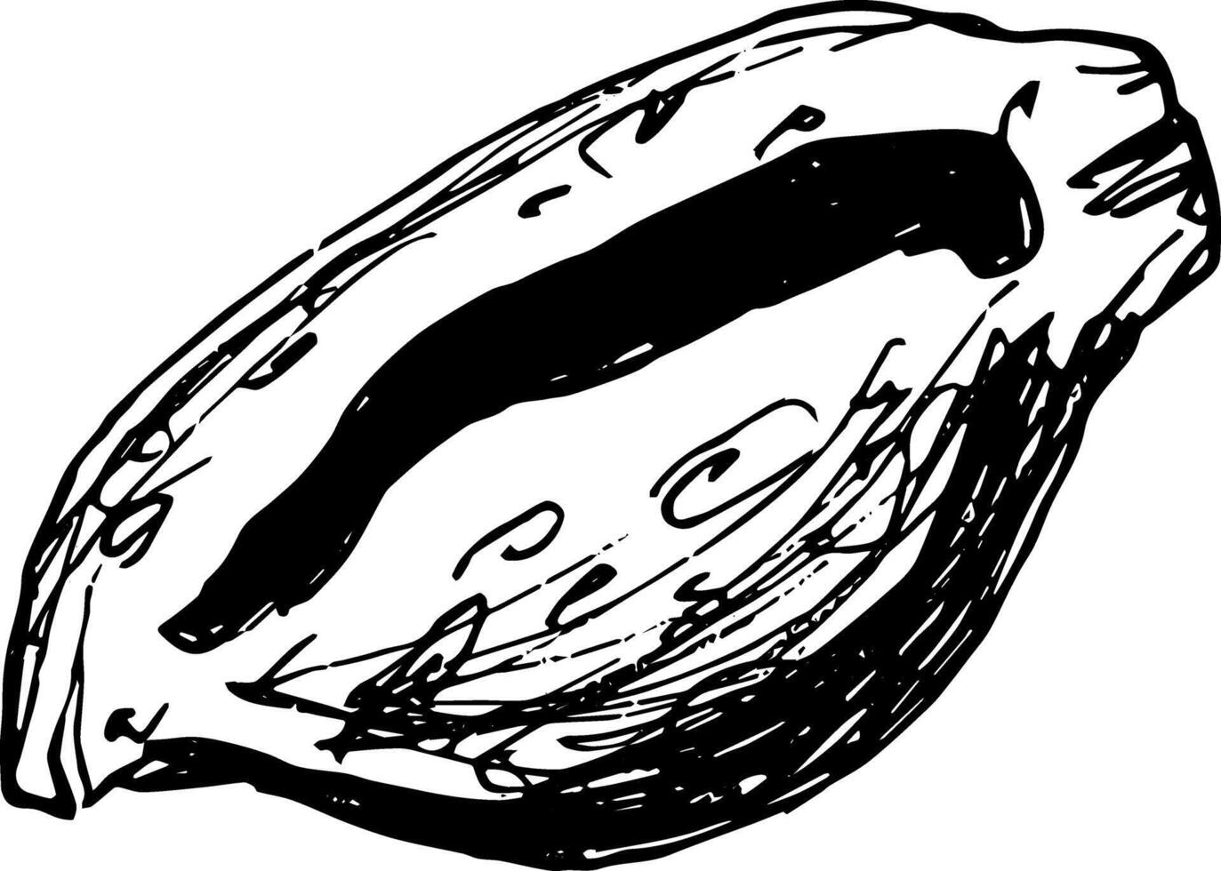 Seashell illustration hand drawn sketch style outline sea animal vector