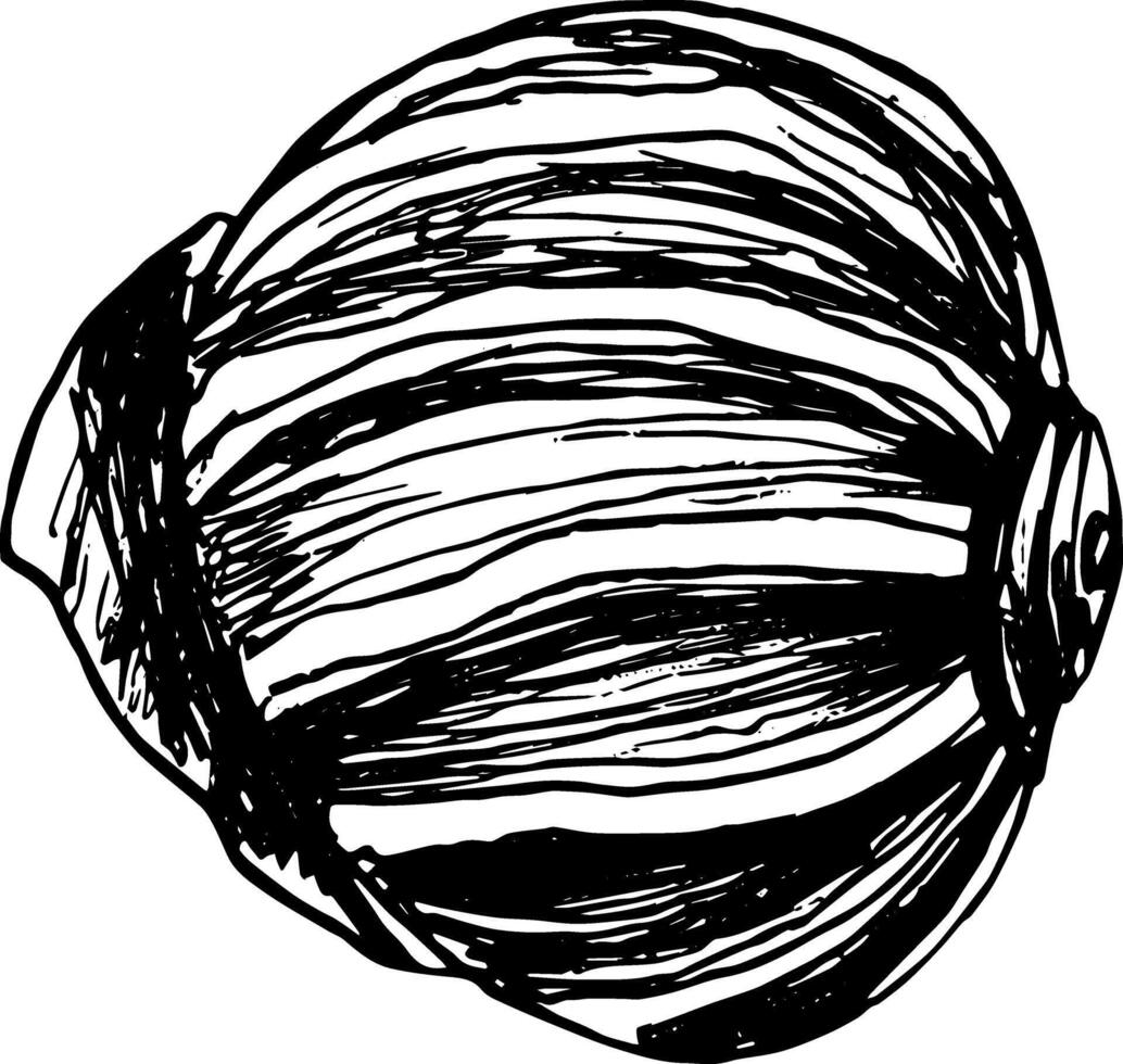 Sketch hand drawn illustration of seashell outline mollusk on summer beach vector