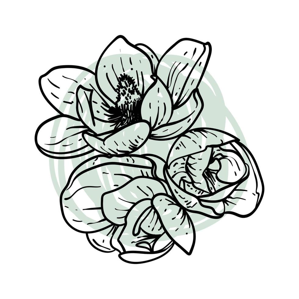 Hand drawn line art magnolias in bloom top view. illustration of spring flowers. Elegant doodle of beautiful flowers on green sketched background. Graphic assets for print and online designs. vector