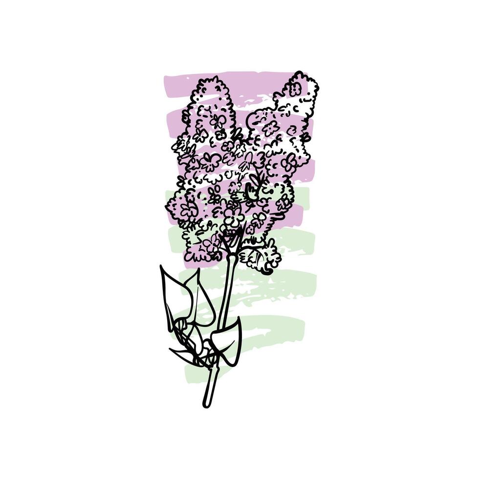 Hand drawn line art lilac. illustration of spring flower. Elegant doodle of beautiful flower on pastel lila and green sketched background. Graphic assets for print and online designs. vector