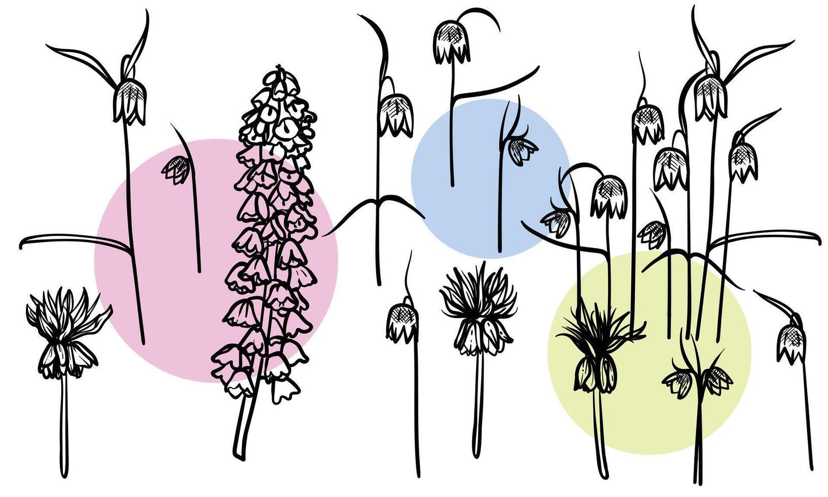 Hand drawn line art fritillaries on stems with blooms. illustrations set of spring flowers. Elegant sketchy doodles of beautiful flowers. Graphic assets for print and online designs. vector