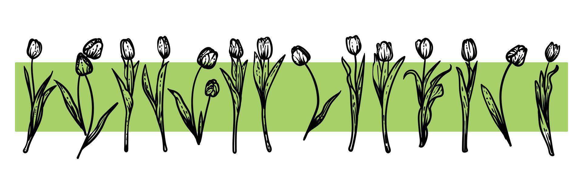 Hand drawn line art tulips on stems with blooms. illustrations set of spring flowers. Elegant sketchy doodles of beautiful flowers. Graphic assets for print and online designs. vector