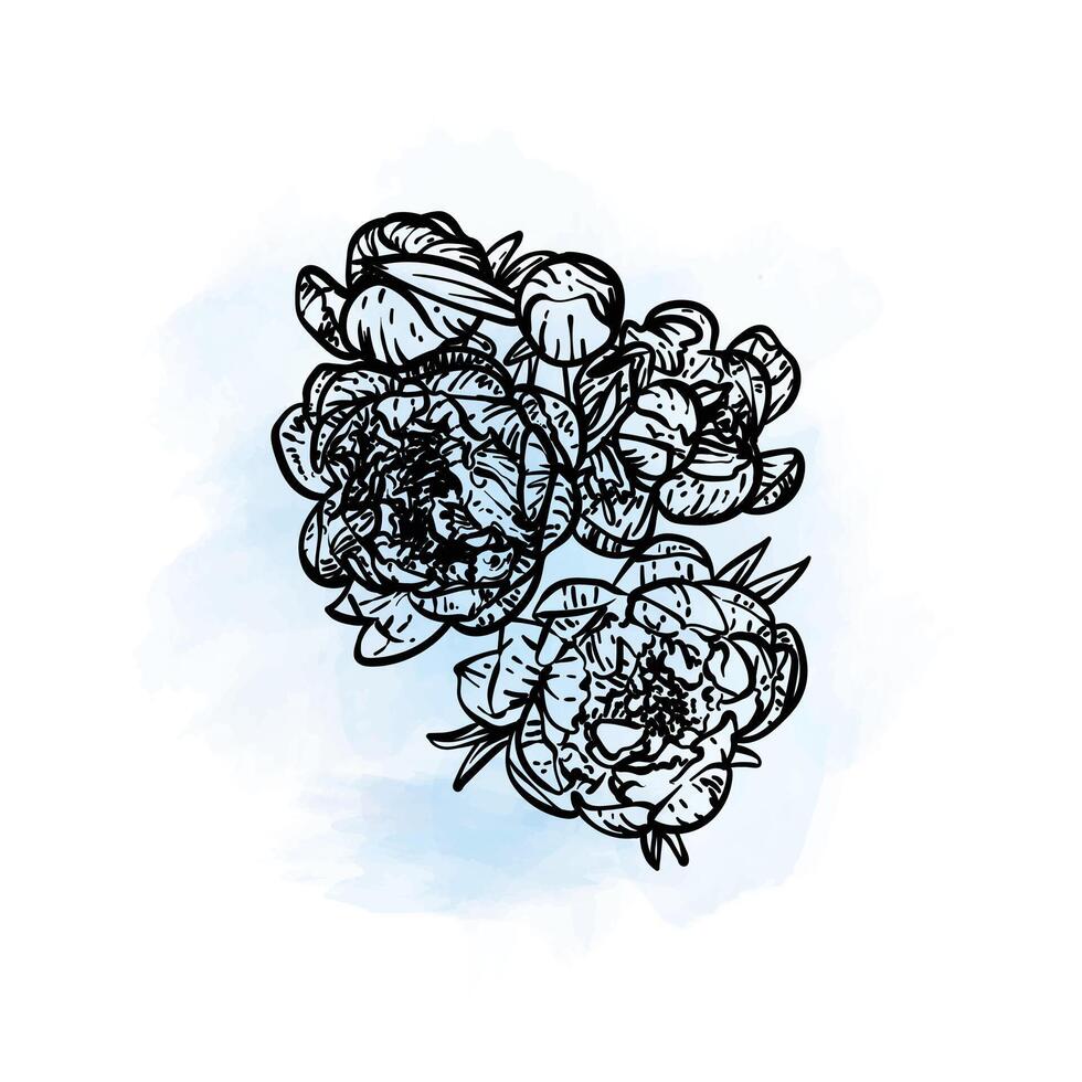 Hand drawn line art top view of peonies blooms. illustration of spring flower. Elegant doodle of beautiful flower on a blue watercolor background. Graphic assets for print and online designs. vector