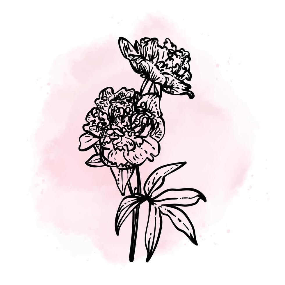 Hand drawn line art peonies blooms on a stem. illustration of spring flower. Elegant doodle of beautiful flower on a pink watercolor background. Graphic assets for print and online designs. vector