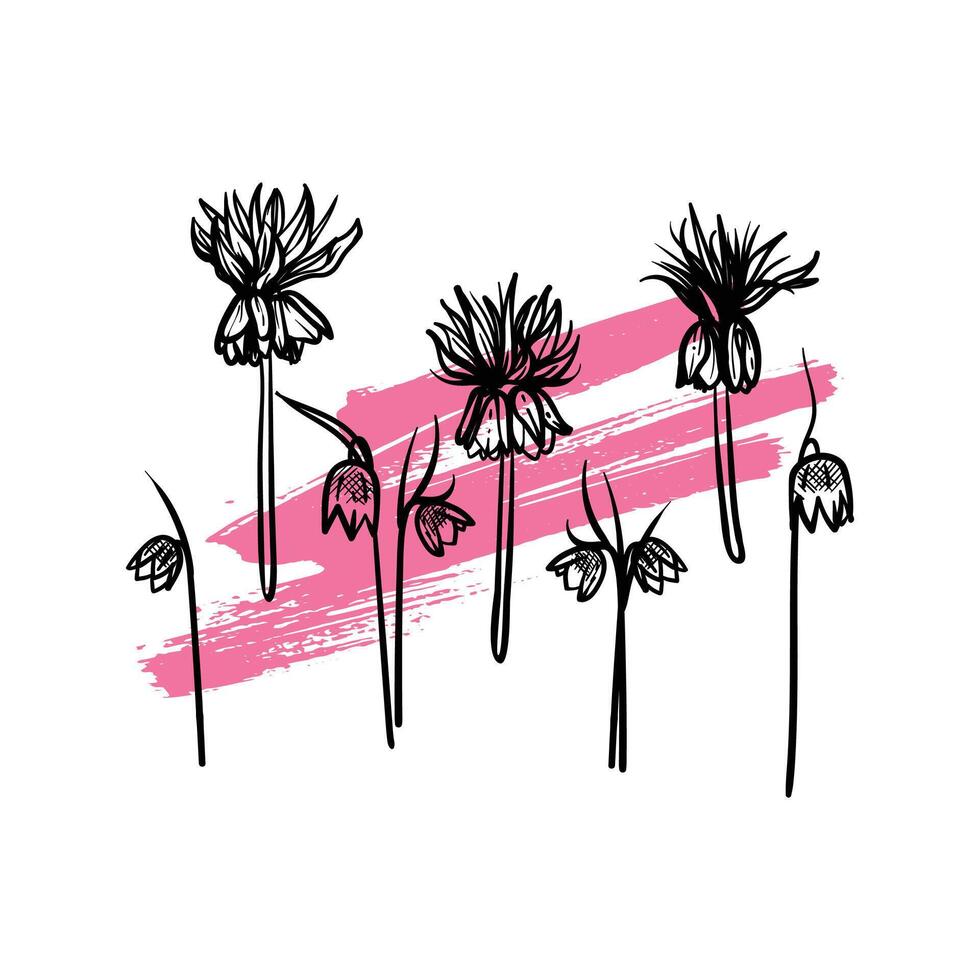 Hand drawn line art fritillaries. illustrations set of spring flowers. Elegant sketchy doodles of beautiful flowers on pink sketched background. Graphic assets for print and online designs. vector