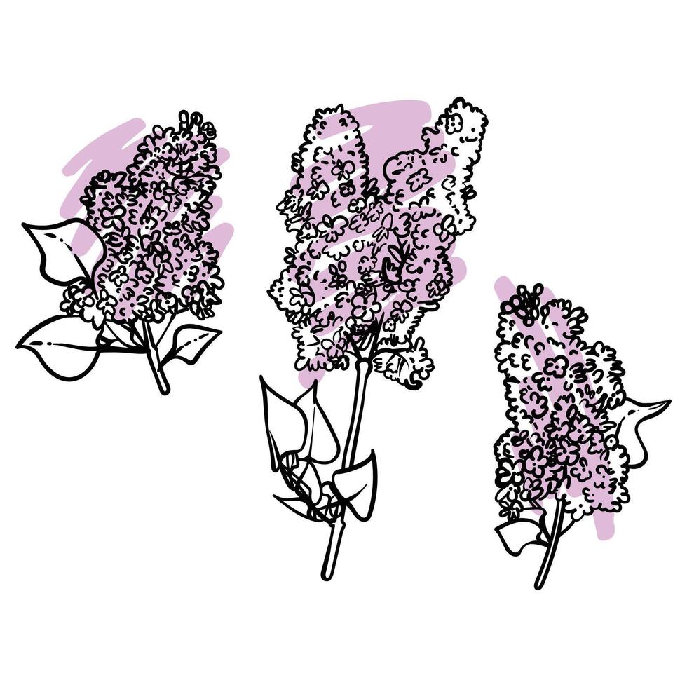 Hand drawn line art lilacs on branches with leaves. illustrations set of spring flowers. Elegant sketchy doodles of beautiful flowers. Graphic assets for print and online designs. vector