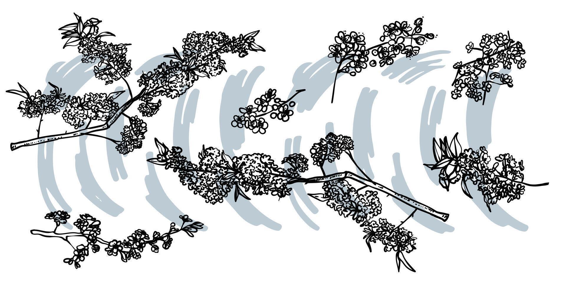 Hand drawn line art cherry blossoms on branches. illustrations set of spring flowers. Elegant sketchy doodles of beautiful flowers. Graphic assets for print and online designs. vector