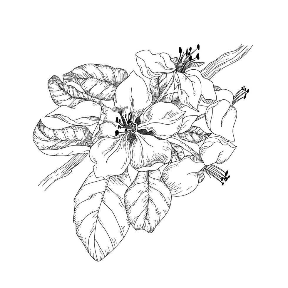 linear botanic illustration. Branch with apple flower and leaves. Classic retro design element. vector
