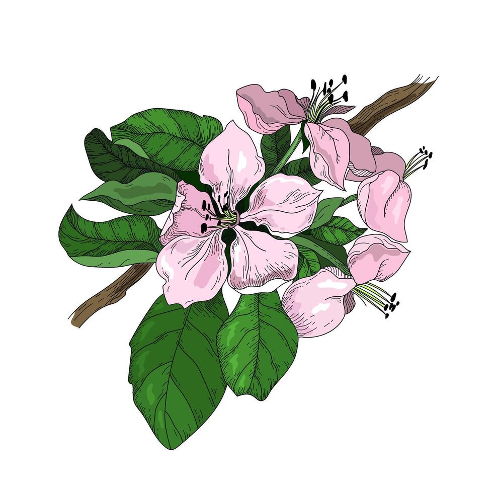 Botanic illustration. Branch with apple flower and leaves. Classic retro design element vector