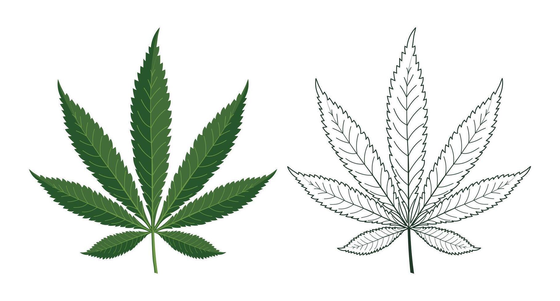 Cannabis Leaf Illustration and sketch. Hemp leaf icon design. Illustration. vector