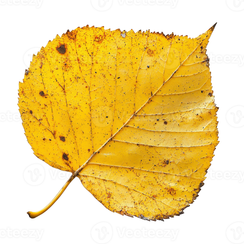 Vibrant Autumn Yellow Leaf on a Transparent Background with Details of Texture and Natural Imperfections png