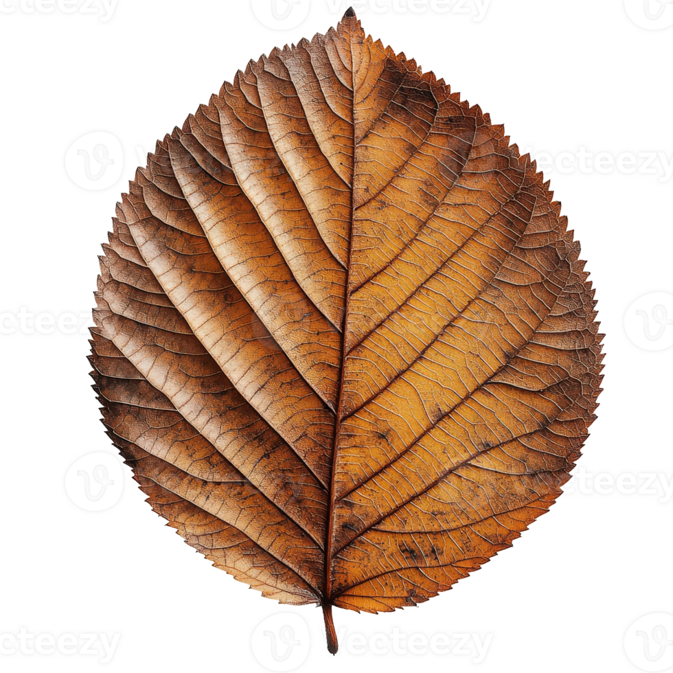 Close up View of a Detailed Dry Leaf with Rich Texture and Natural Patterns for Creative Design Projects png