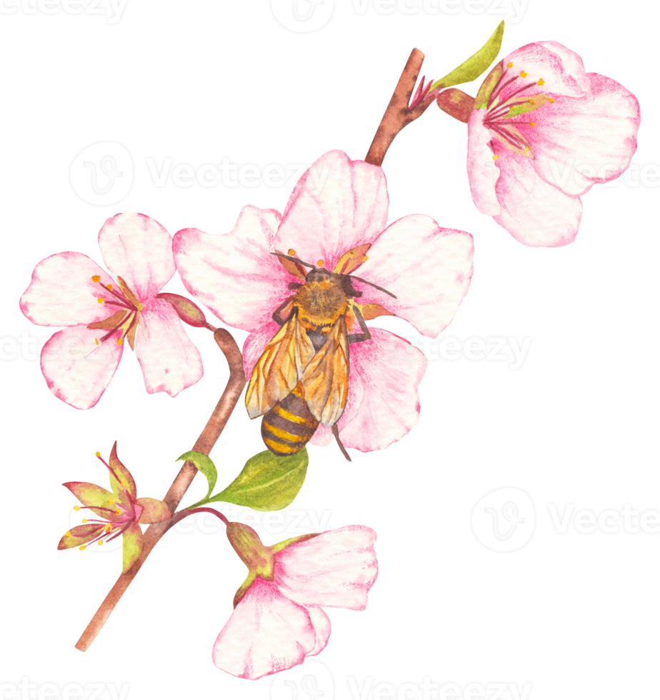 Hand painted watercolor illustration of fruit tree blossom with bees on flowers. The theme of farming, spring, bees, apiary, honey. Ideal for seasonal holidays, wedding, children's themes. png