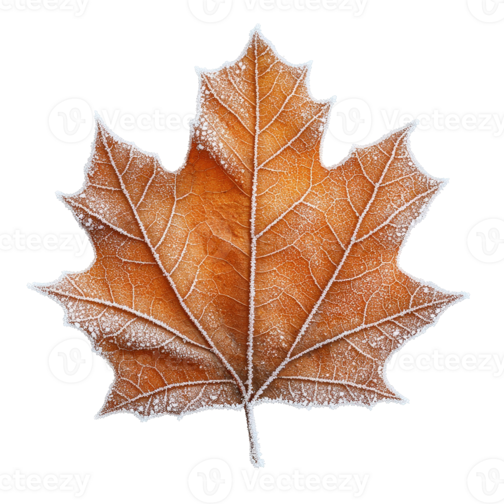 Detailed Close Up of Frosted Maple Leaf with Intricate Veins and a Warm Brown Color Against a Transparent Background png