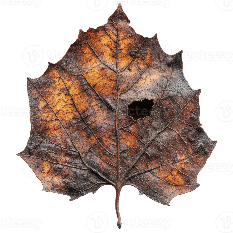 Detailed Close Up of a Brown Maple Leaf with Texture and Holes on a Transparent Background for Nature Close Ups png