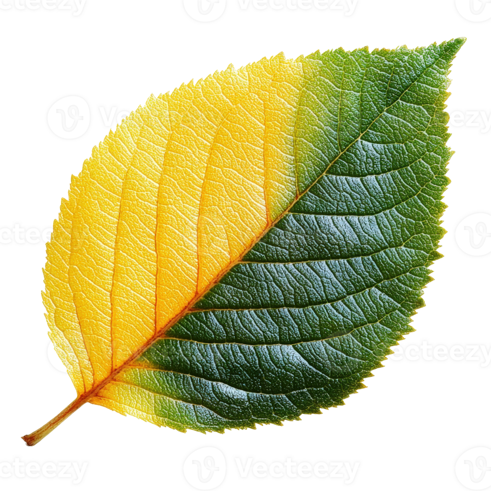 Captivating Autumn Leaf with Vibrant Yellow and Green Colors Showcasing Nature s Beautiful Transition from Summer to Fall png