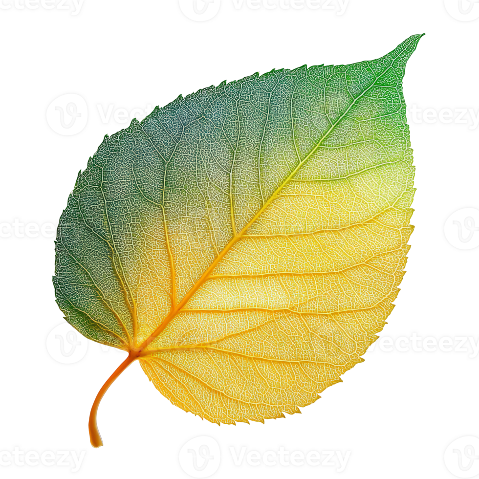 Vibrant Autumn Leaf with Color Gradient Reflecting Nature s Transition and Beauty in Natural Environment png